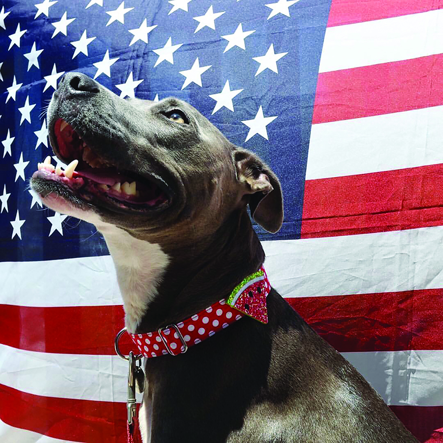 7 Pet Safety Tips for Fourth of July - Susan Brewer Service First Real ...